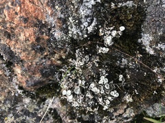 Cladonia fimbriata