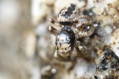 Habronattus pyrrithrix