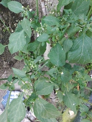 Solanum americanum