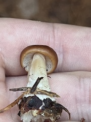 Rhodocollybia butyracea