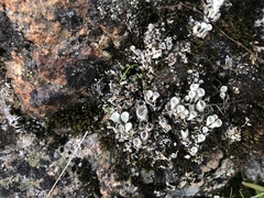 Cladonia fimbriata