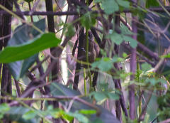 Picumnus olivaceus