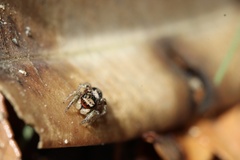 Habronattus pyrrithrix
