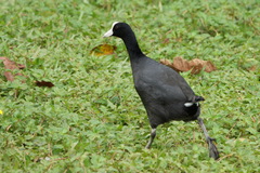 Fulica alai