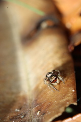Habronattus pyrrithrix