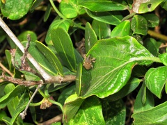 Sternuchopsis glanvillei