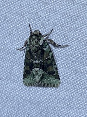 Lacinipolia explicata