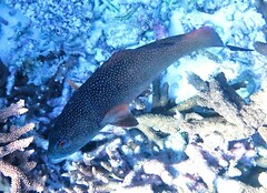 Plectropomus leopardus