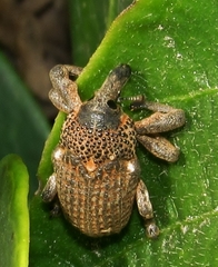 Sternuchopsis glanvillei