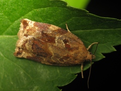 Archips xylosteana