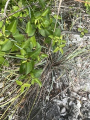 Bursera karsteniana