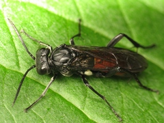 Macrophya blanda