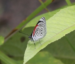 Diaethria neglecta