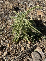 Sphaeralcea angustifolia