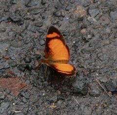 Tegosa anieta
