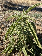 Sphaeralcea angustifolia