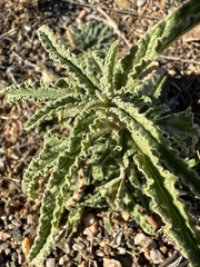 Sphaeralcea angustifolia