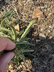 Sphaeralcea angustifolia