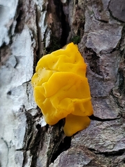 Tremella mesenterica