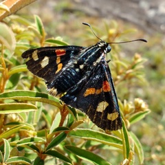 Mimoniades versicolor