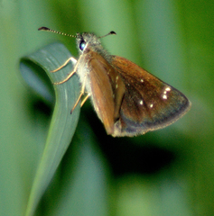 Piruna pirus