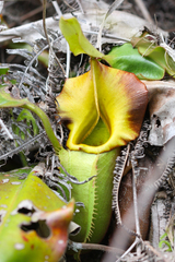 Nepenthes veitchii