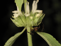 Marrubium peregrinum