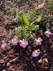 Rosa spithamea