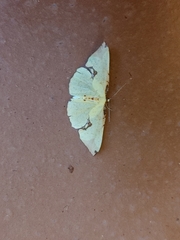 Corymica