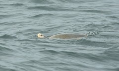 Lepidochelys kempii