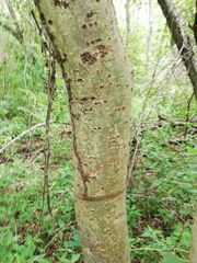 Burseraceae