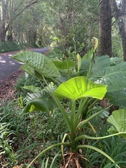 Alocasia