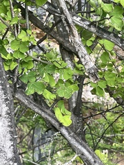 Haematoxylum brasiletto