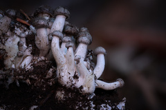 Lyophyllum