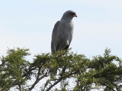 Melierax poliopterus