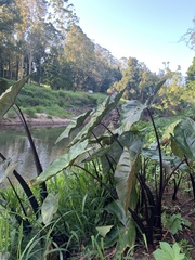 Colocasia