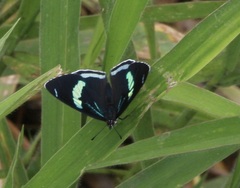 Diaethria