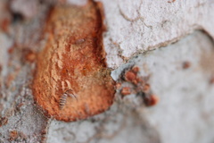 Entomobrya atrocincta