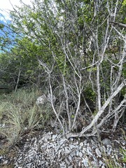 Haematoxylum brasiletto