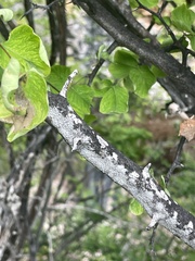 Haematoxylum brasiletto