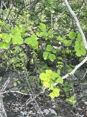 Haematoxylum brasiletto