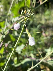 Brassiceae
