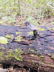 Xylaria polymorpha