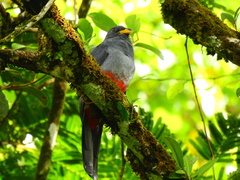 Trogon melanurus