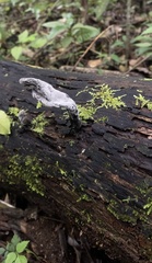 Xylaria polymorpha