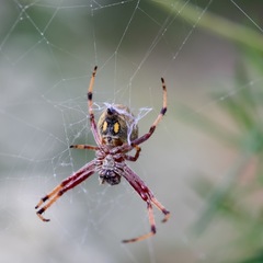 Salsa brisbanae