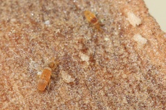 Entomobrya atrocincta