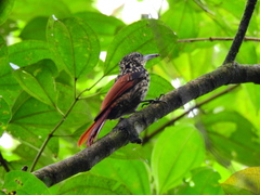 Xiphorhynchus lachrymosus