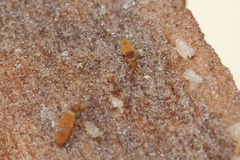 Entomobrya atrocincta