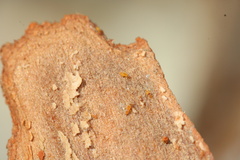 Entomobrya atrocincta